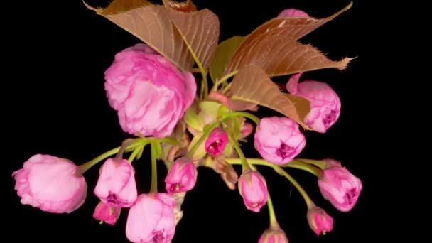 Time Lapse di Bella Apertura Rosa Sakura Fiori Bunch su sfondo nero. Primo piano del design pasquale — Video Stock