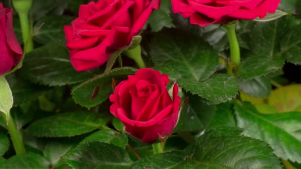 Timelapse de rosa rosa rosa crescendo flor de botão para grande flor no fundo folhas verdes — Vídeo de Stock