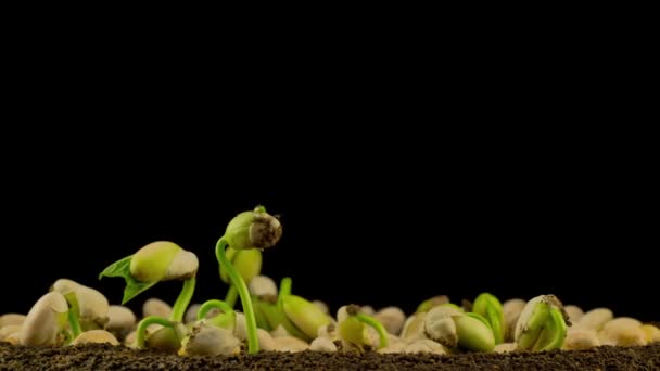 春去春来栽培植物，在温室农业中播种出萌芽型豌豆 — 图库视频影像