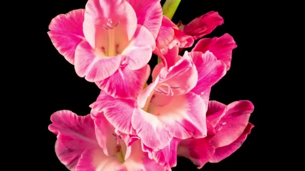 Hermoso lapso de tiempo de apertura de la flor de gladiolo rosa sobre fondo negro — Vídeo de stock