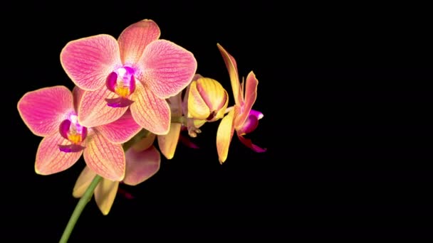 Flor roja floreciente Phalaenopsis de la orquídea sobre fondo negro. Tiempo de caducidad — Vídeo de stock