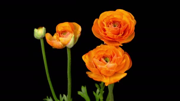 Krásný čas Uplynutí otevření oranžové Ranunculus Asiaticus Flower — Stock video