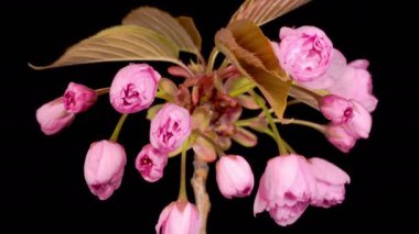 Güzel Açılış Pembe Sakura Çiçekleri Kara Arkaplanda Zaman Hızı. Paskalya Tasarımı Kapanışı