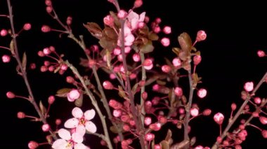 Dallı kiraz ağacında pembe çiçekler açarlar. Karanlık Arkaplan. Süre Sürati 4K.