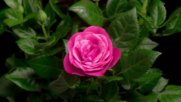 Schönes Makro-Zeitraffer-Video einer rosa Rose beim Wachsen — Stockvideo