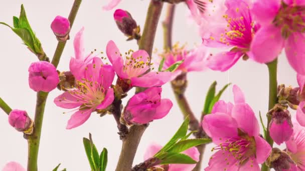 Flores cor-de-rosa Flores nas filiais cerejeira. Prazo de validade — Vídeo de Stock