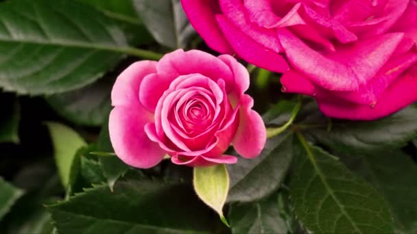 Beautiful macro time lapse video of a pink rose growing — Stock Video