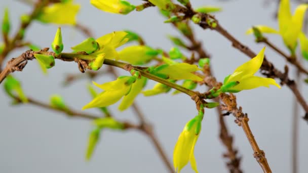 Timelapse ανοίγματος Forsythia λουλούδια — Αρχείο Βίντεο
