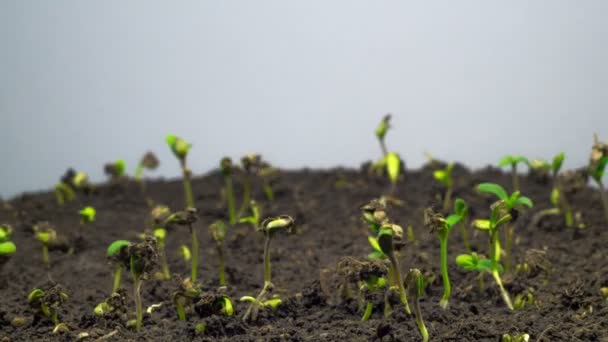 Planten kweken in het voorjaar Timelapse, Sprouts Kiemkracht pasgeboren Erwtenplant in de glastuinbouw — Stockvideo