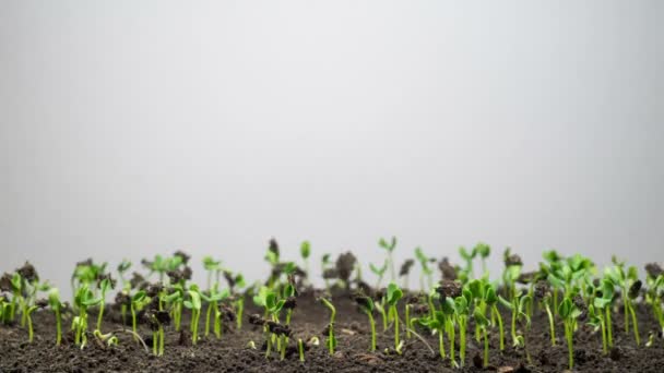 Plantas de cultivo em Timelapse Primavera, brotos Germinação planta de ervilha recém-nascido na agricultura com efeito de estufa — Vídeo de Stock