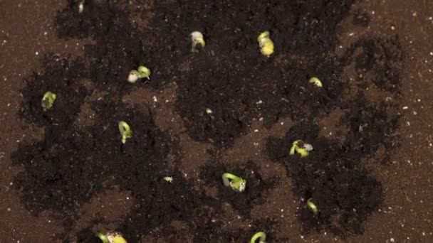Planten kweken in het voorjaar Timelapse, Sprouts Kiemkracht pasgeboren Erwtenplant in de glastuinbouw — Stockvideo