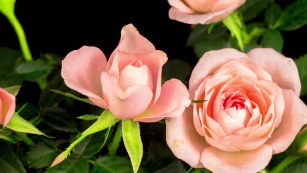 Timelapse de flor de peônia rosa florescendo no fundo preto , — Vídeo de Stock