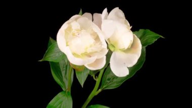 Şakayık çiçekleri. Siyah Arkaplanda İki Güzel Beyaz Şakayık Çiçeği Açma Hızı. 4K.