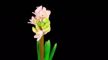 Siyah Arkaplanda Pembe Sümbül Çiçeği büyütmek ve açmak. Zaman Süreleri.