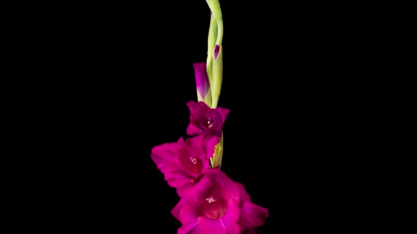 Hermoso lapso de tiempo de apertura de la flor de gladiolo rosa sobre fondo negro — Vídeos de Stock