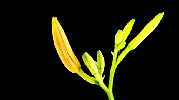 Time Lapse de um lírio vermelho florescendo — Vídeo de Stock