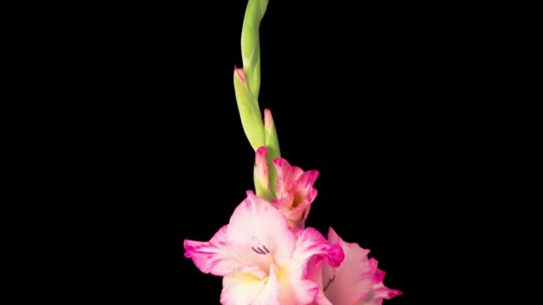 Belo lapso de tempo de abertura rosa Gladiolus Flor em fundo preto — Vídeo de Stock