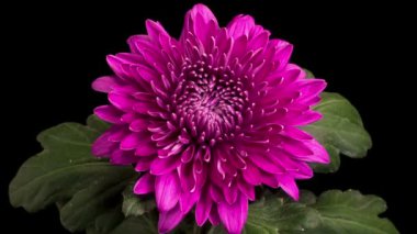 Mor Kasımpatı Çiçeği Çiçekleri. Güzel Mor Kasımpatı Çiçeğinin Zaman Hızı