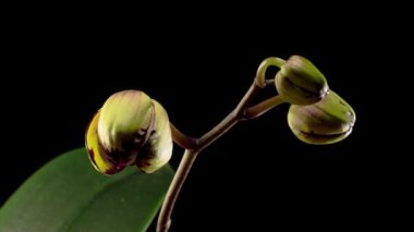 Çiçek açan Sarı - Siyah Arkaplanda Pembe Orkide Phalaenopsis Çiçeği. Zaman Süreleri