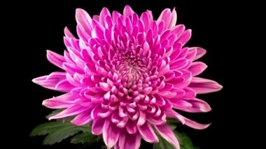 Güzel Pembe Kasımpatı 'nın Zaman Hızı Siyah Arkaplan Karşısında Açılıyor