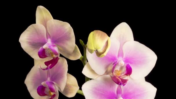 Orchideenblüten. Blühende rosa Orchidee Phalaenopsis Blumen auf schwarzem Hintergrund. Zeitraffer — Stockvideo