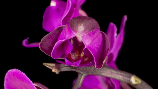 Time Lapse van het openen van orchidee bloemen, geïsoleerd op zwarte achtergrond. — Stockvideo