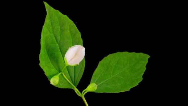 Branco jasmim flor crescendo e florescendo macro timelapse — Vídeo de Stock