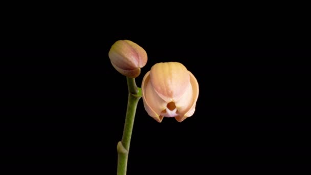 Ανθισμένη ορχιδέα ροδάκινου Phalaenopsis Flower σε μαύρο φόντο. Χρονικό όριο. Αρνητικός χώρος. 4K. Royalty Free Βίντεο Αρχείου