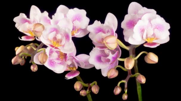 Orkidéblommorna. Blommande rosa orkidé Phalaenopsis blommor på svart bakgrund. Tidsförlopp — Stockvideo