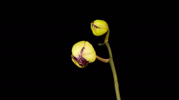 Floraison jaune - Fleur rose de Phalaenopsis d'orchidée sur fond noir. Délai imparti — Video