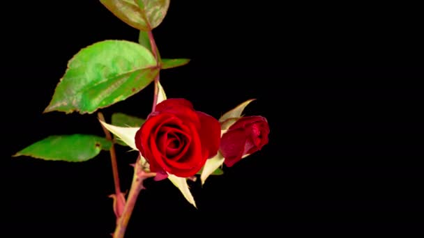 Time Lapse of blooming red Rose flower (en inglés). Vida y muerte hermosa rosa — Vídeo de stock