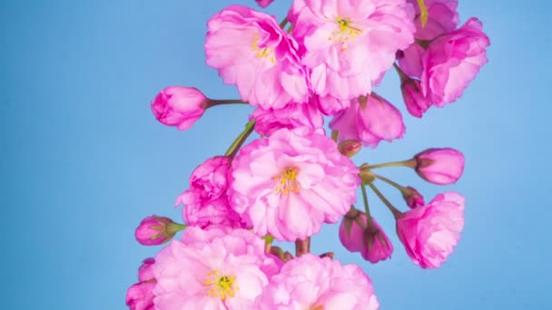 Ροζ Λουλούδια Ανθίζουν στα κλαδιά του δέντρου Sakura. Μπλε φόντο. — Αρχείο Βίντεο