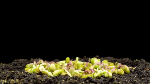 黒い背景に豆の発芽。タイムラプス — ストック動画