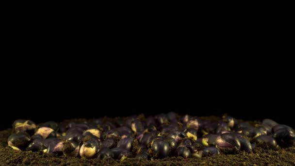Kacang tumbuh pada latar belakang hitam, waktu jeda — Stok Video