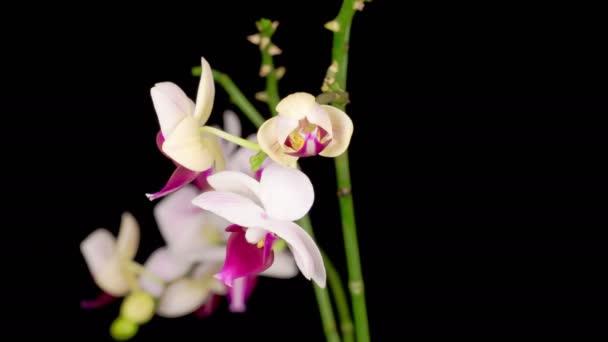 Blommande gul - rosa orkidé Phalaenopsis blomma på svart bakgrund. Tidsförlopp — Stockvideo