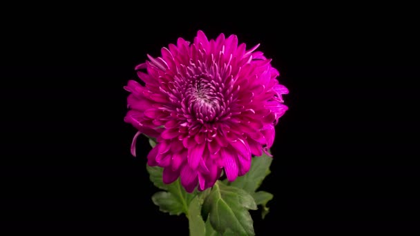 Purple Chrysanthemum Flower Blossoms. Time Lapse of Beautiful Purple Chrysanthemum — Stock Video