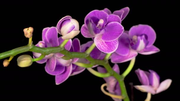 Time Lapse av öppning Orkidé blommor, isolerad på svart bakgrund. — Stockvideo