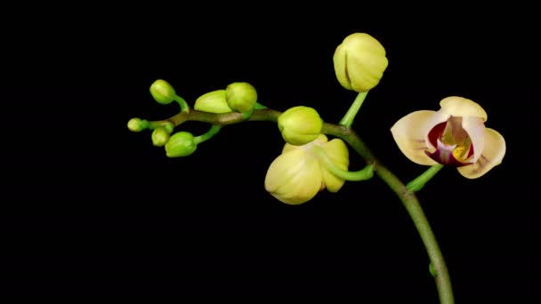 盛开的黄色粉红兰花在黑色背景上的花.时间流逝 — 图库视频影像