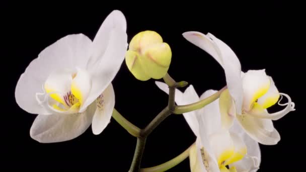 Kwitnący żółty - różowa orchidea Kwiat Phalaenopsis na czarnym tle. Czas ucieka. — Wideo stockowe