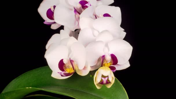 Time-lapse de fleurs d'orchidée d'ouverture sur fond noir — Video