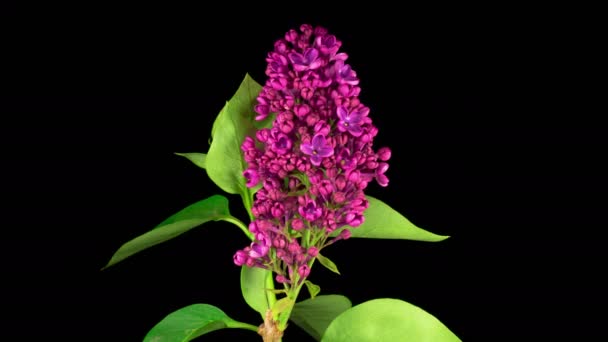 Hermoso lapso de tiempo de apertura de la flor violeta de lila sobre un fondo negro. Tiempo de caducidad — Vídeos de Stock