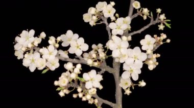 Pembe kiraz çiçekleri ile çiçek açan dallar. Çiçekler ve tomurcuklarla zaman aşımına uğramış bahar ağacı dalı