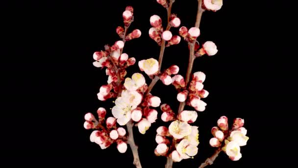 White Flowers Blossoms on the Branches apple Tree. Dark Background. Timelapse — Stock Video