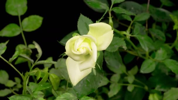 Upływ czasu otwarcia miękkiej białej róży Renate — Wideo stockowe