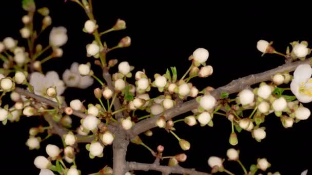 Time Lapse of blossoming branch with pink Cherry blossom flowers. Tempo-lapso ramo de árvore de primavera com flores e botões — Vídeo de Stock