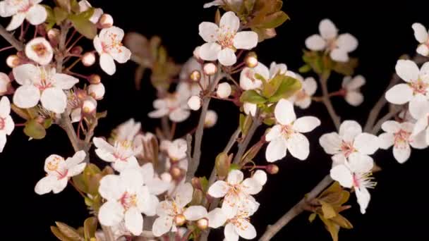 Czas Upadek kwitnącej gałęzi z różowymi kwiatami wiśni. Czas-lapse gałąź wiosennego drzewa z kwiatami i pączkami — Wideo stockowe