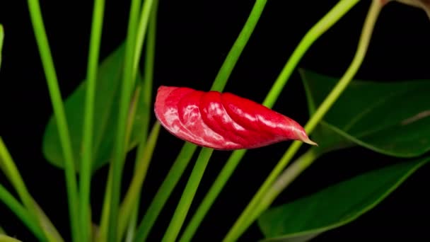 Vacker tid förflutit öppning röd Anthurium blomma på svart bakgrund. — Stockvideo