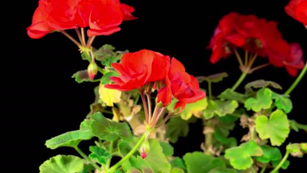 Krásná časová prodleva kvetoucího červeného muškátu. Černé pozadí. 4K. — Stock video