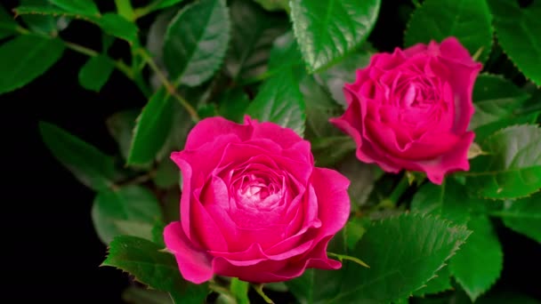 Flor de Peonía Rosa Floreciendo. Fondo negro. Cronograma — Vídeos de Stock