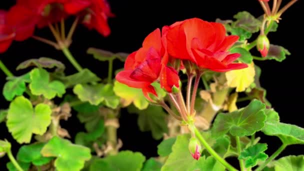 Bellissimo Time Lapse di Geranio Rosso Fiorito. Sfondo nero — Video Stock